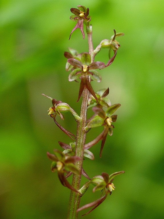 Neottia cordata (=Listera cordata)